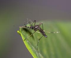 蚊蟲防治知識