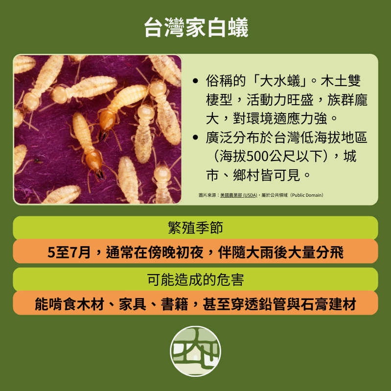 台灣家白蟻