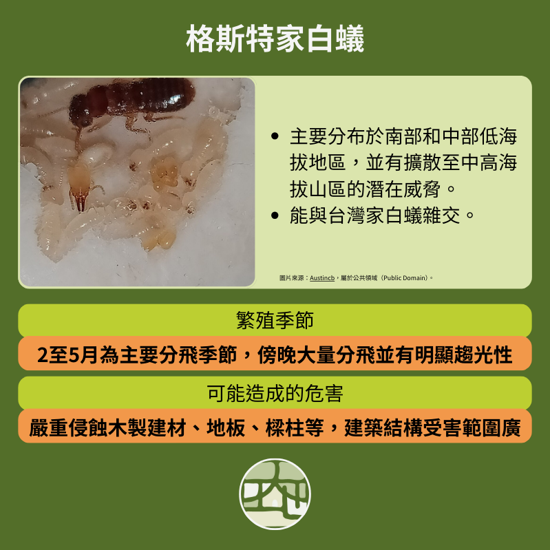 格斯特家白蟻