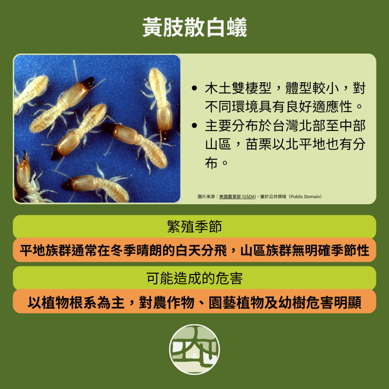 黃肢散白蟻