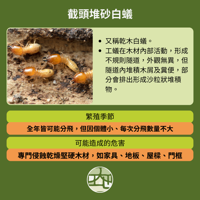 截頭堆砂白蟻