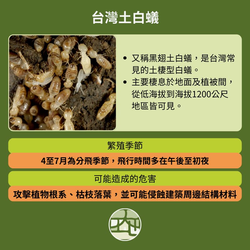 台灣土白蟻