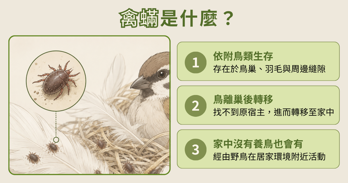 禽蟎是什麼?有什麼特性