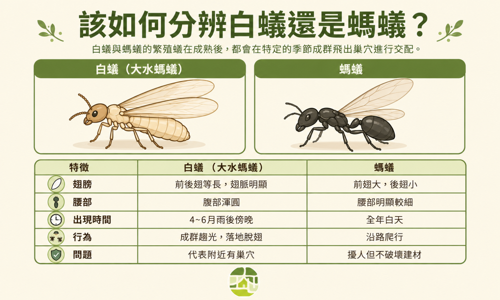 該如何分別大水螞蟻與一般螞蟻？