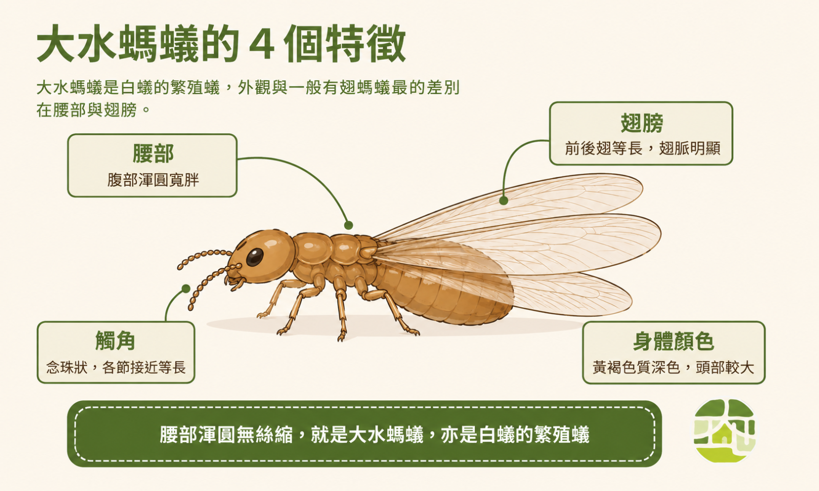大水螞蟻的四個身體特徵