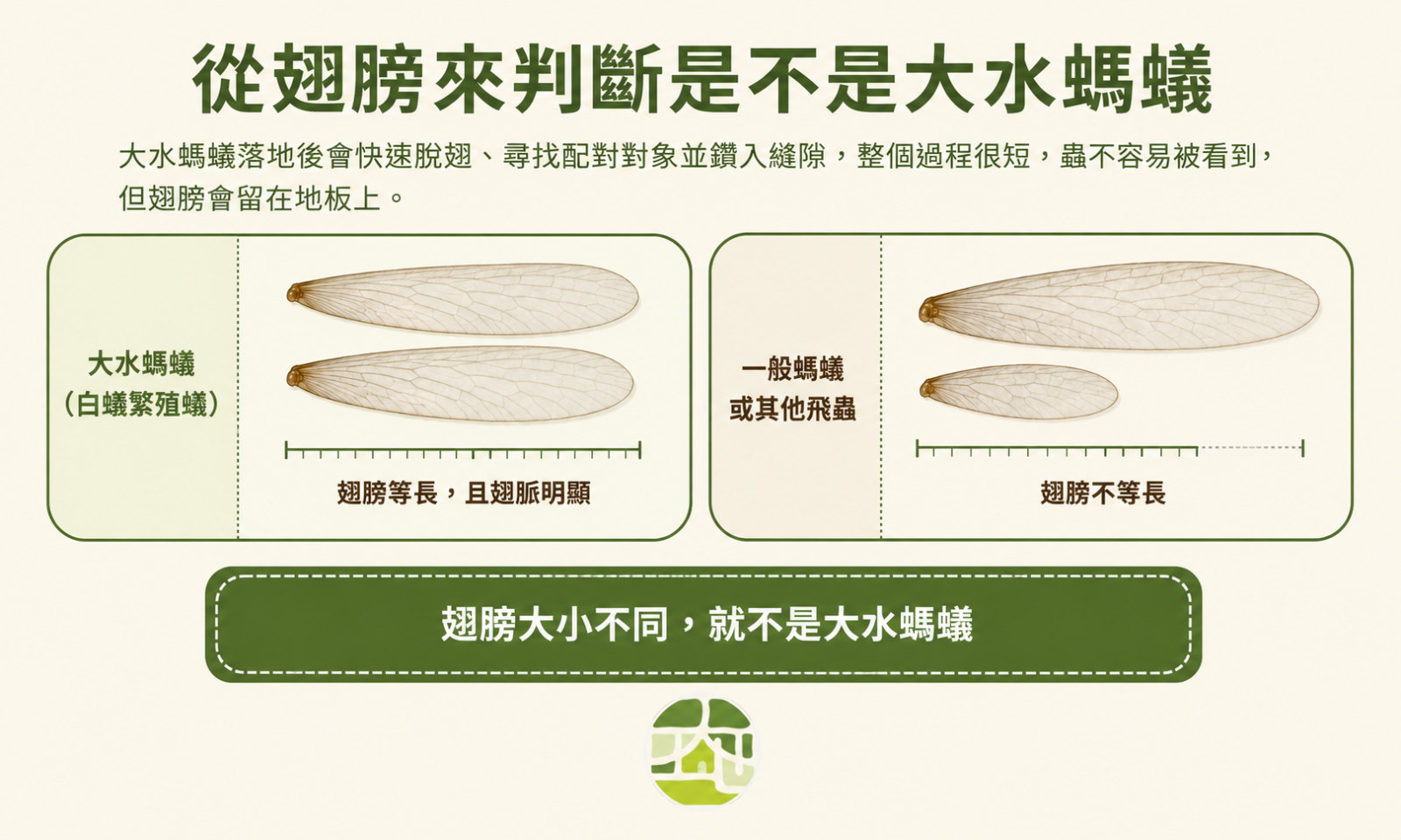 可觀察翅膀是否等長，若等長，那就是大水螞蟻，即是白蟻繁殖蟻