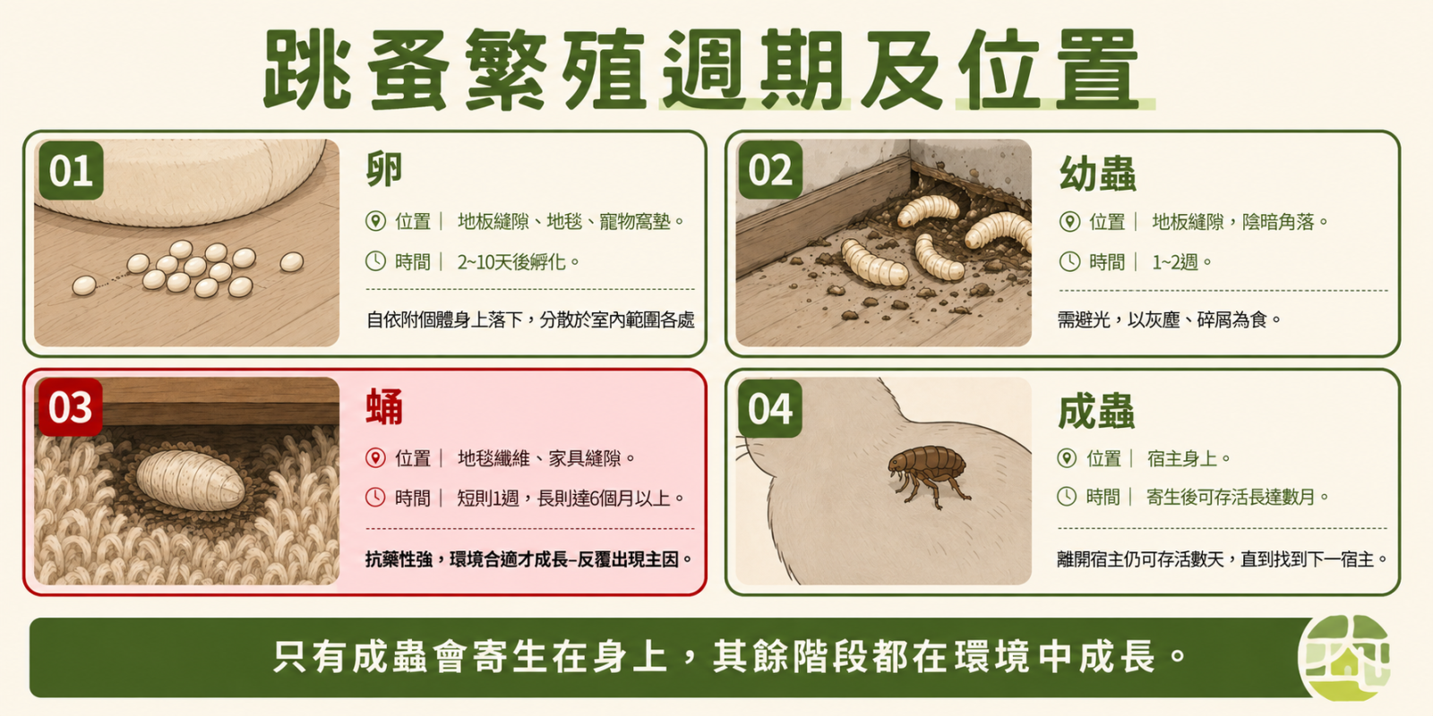 跳蚤的四個週期：卵、幼蟲、蛹、成蟲，其中蛹期最為難搞、成蟲才會寄生在動物身上。