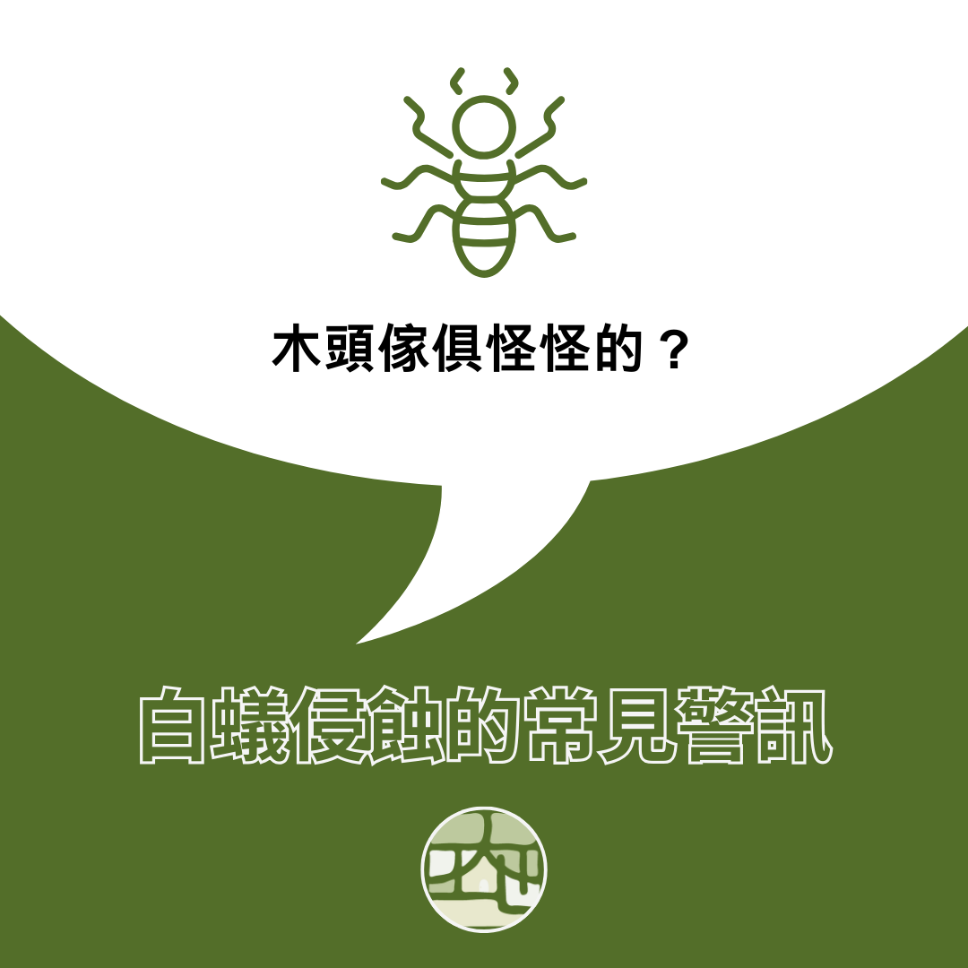 木頭傢俱怪怪的？白蟻侵蝕的常見警訊