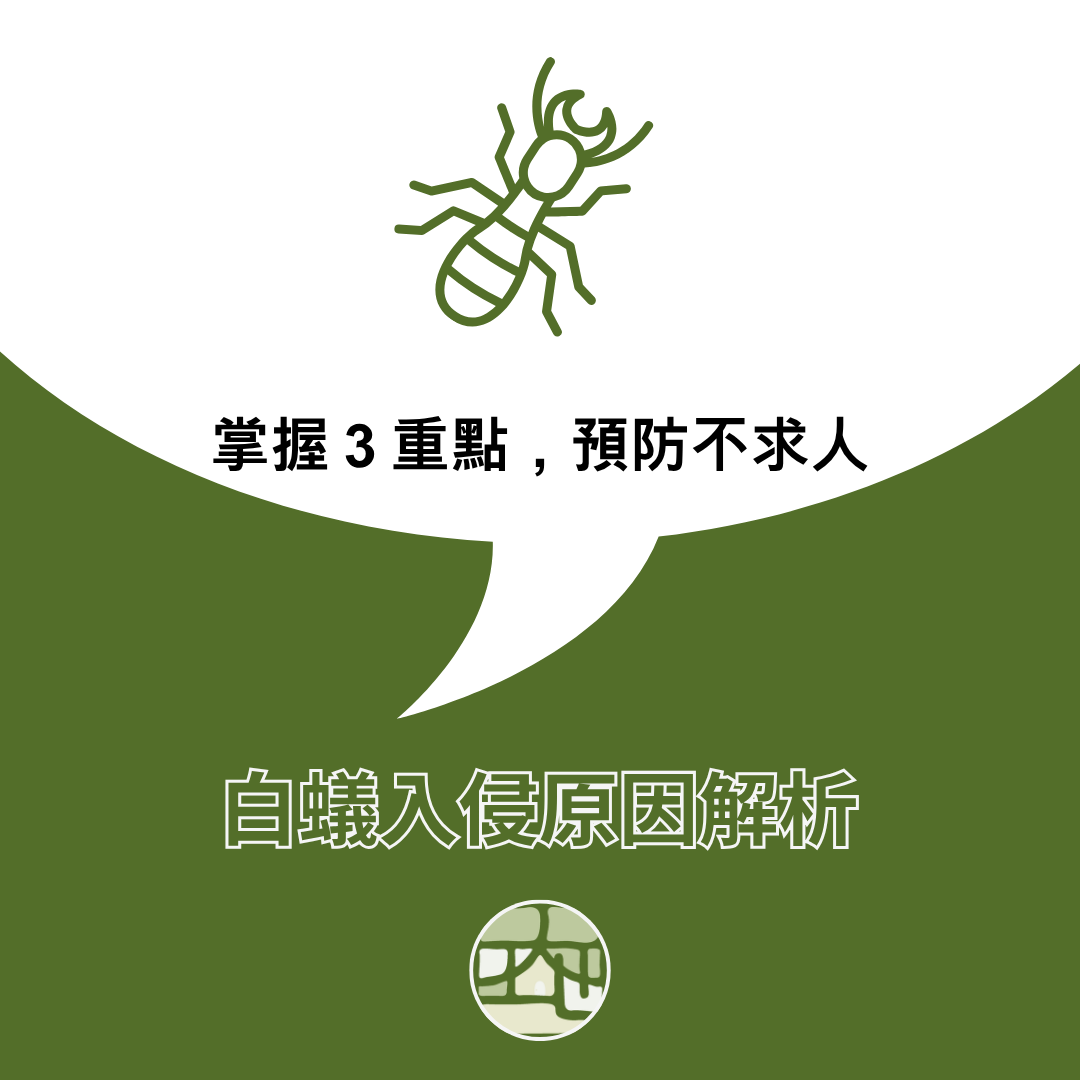 白蟻入侵原因解析，該如何預防與自救？