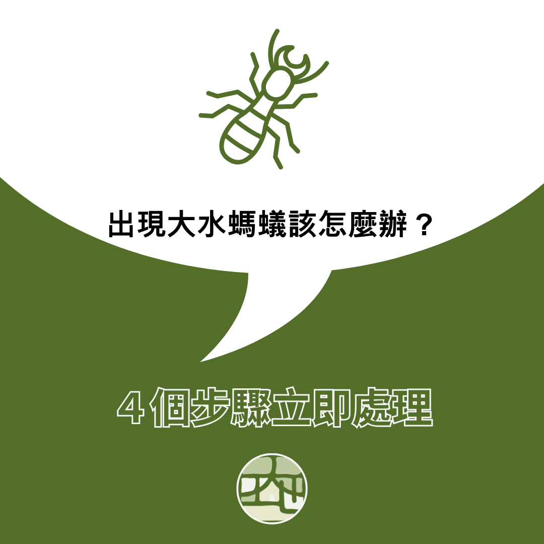 家裡出現大水螞蟻，４個步驟先做起來