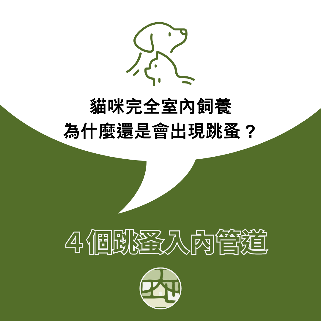 貓咪完全室內飼養，為什麼還是出現跳蚤？