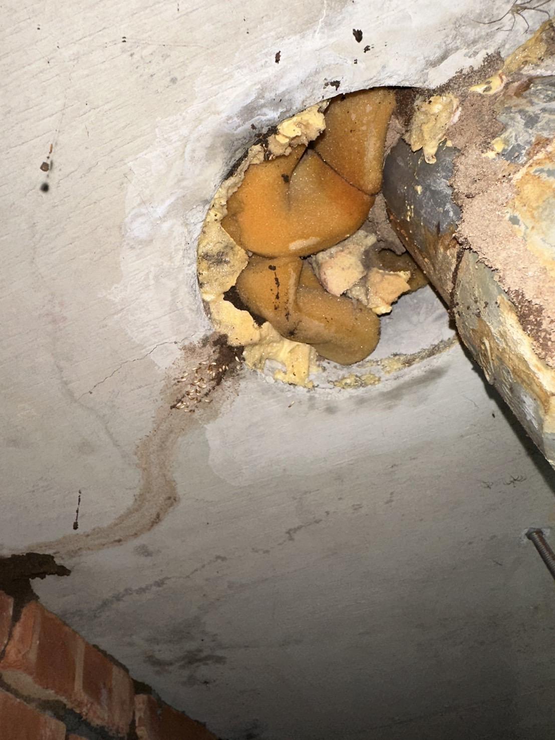 管道間的白蟻通道