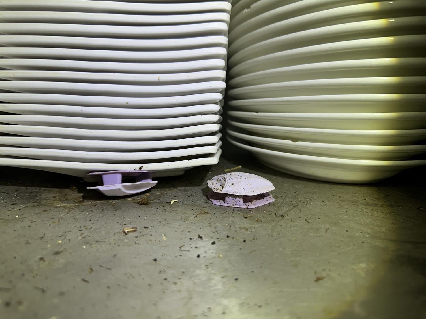 高雄某餐廳蟑螂誘引盒