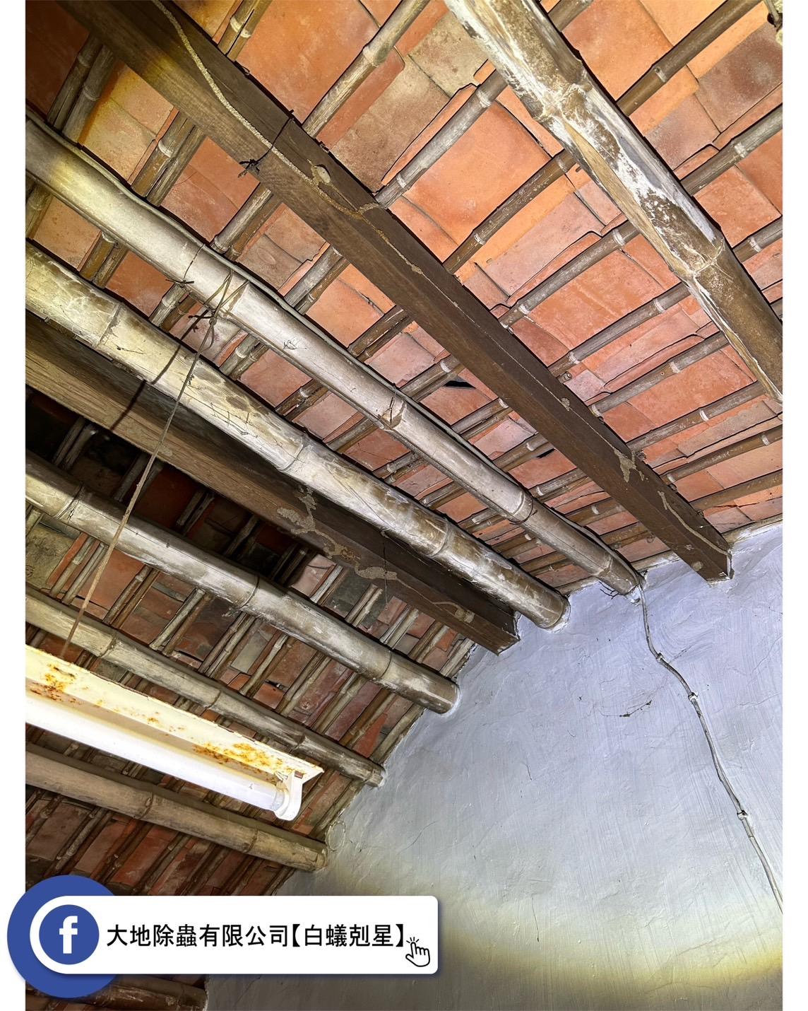 白蟻警報：屋頂下的樑柱千萬留意！