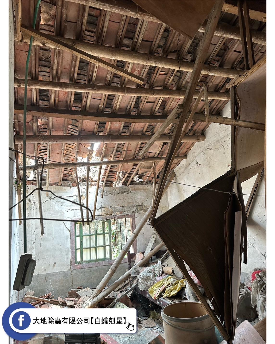 警示！白蟻的破壞力絕不可忽視