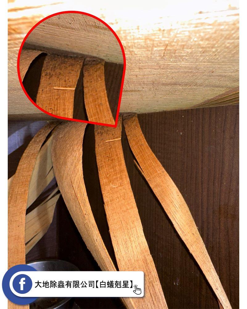 蟑螂排泄物；警示防治的開始