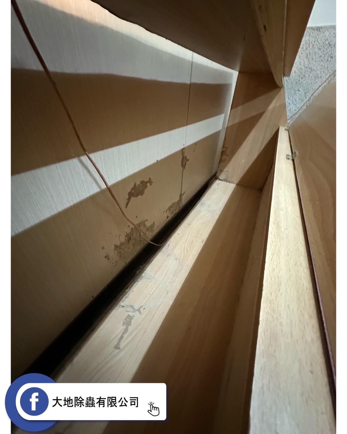 白蟻隱患！床頭櫃成為他們的目標