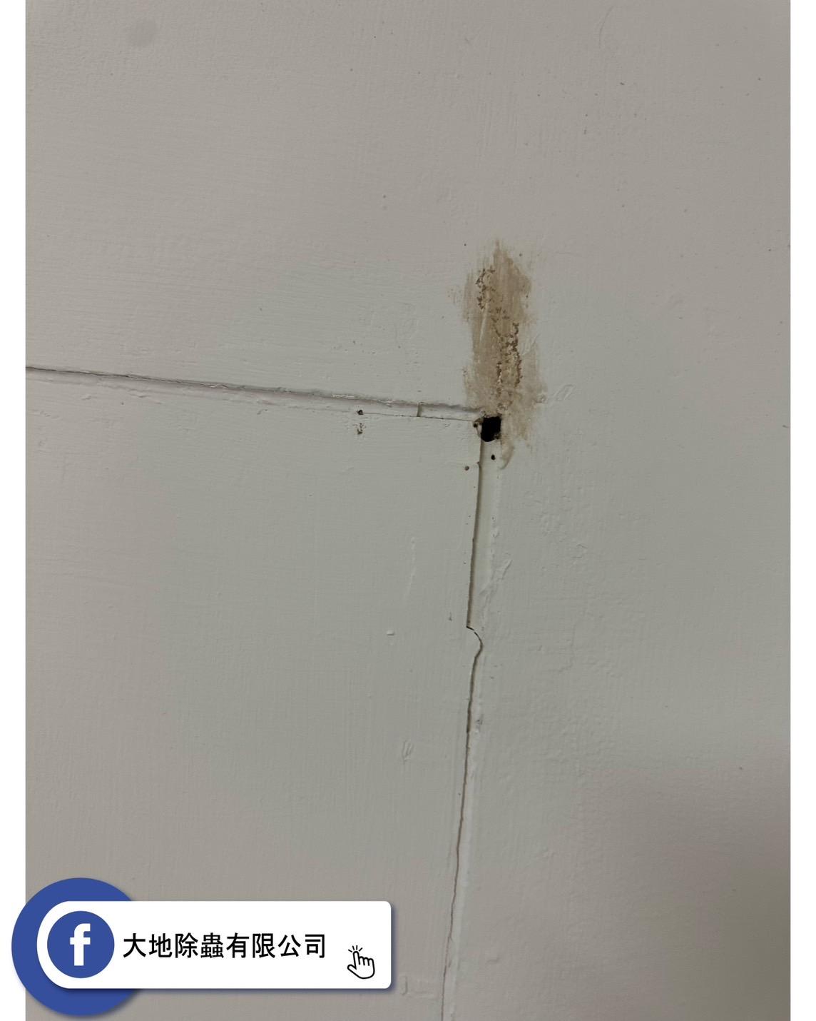 木板遮蔽窗戶成白蟻潛藏地