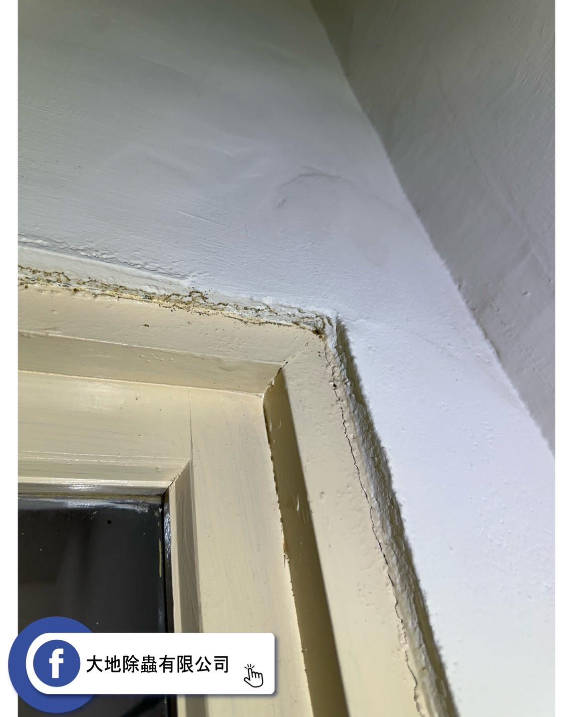 白蟻無所不在！防治由門框開始