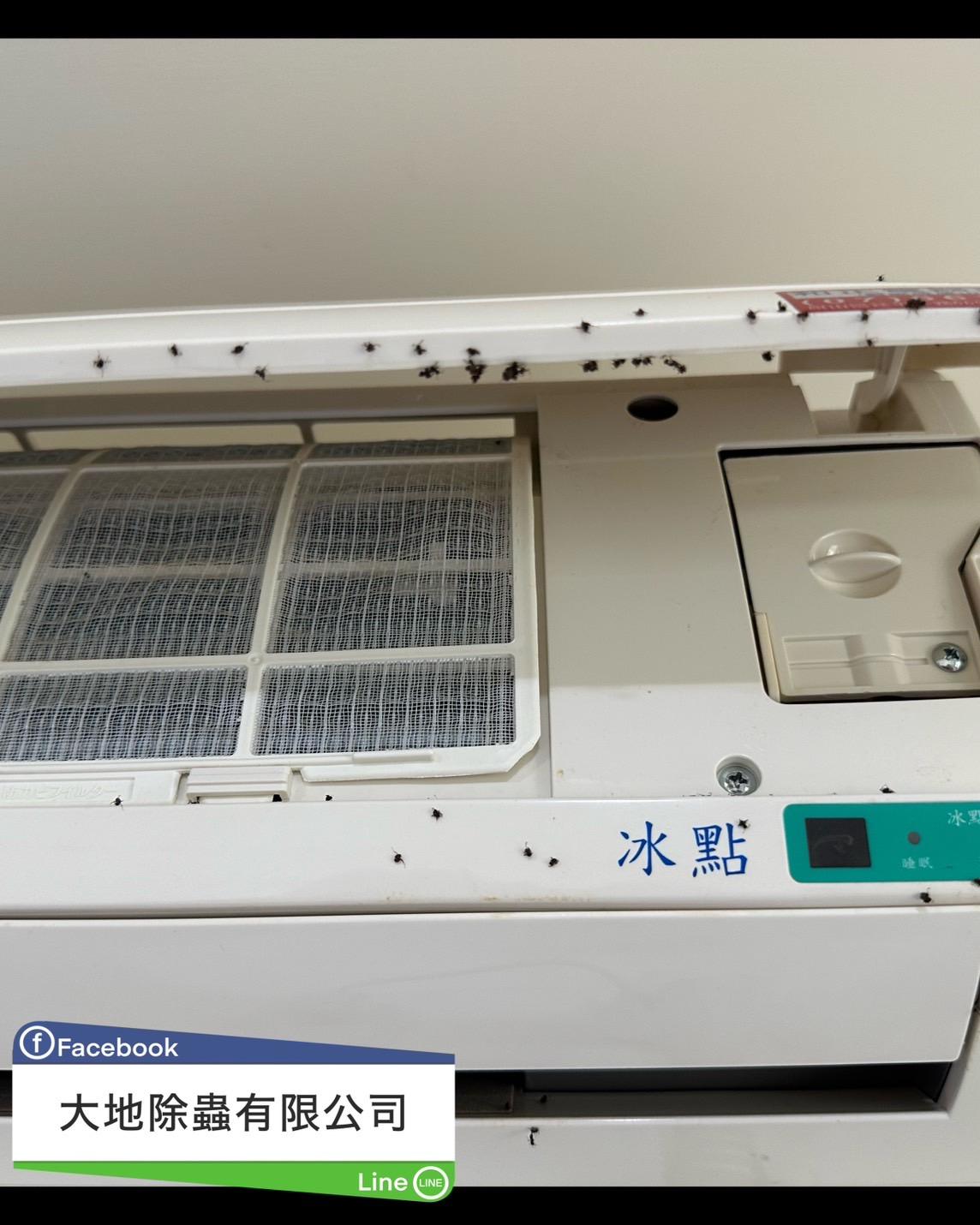 山林之憂：螞蟻防治的專業解決方案