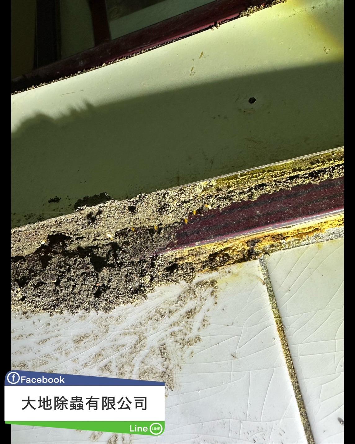 舊櫃子的危機：白蟻防治解決方案