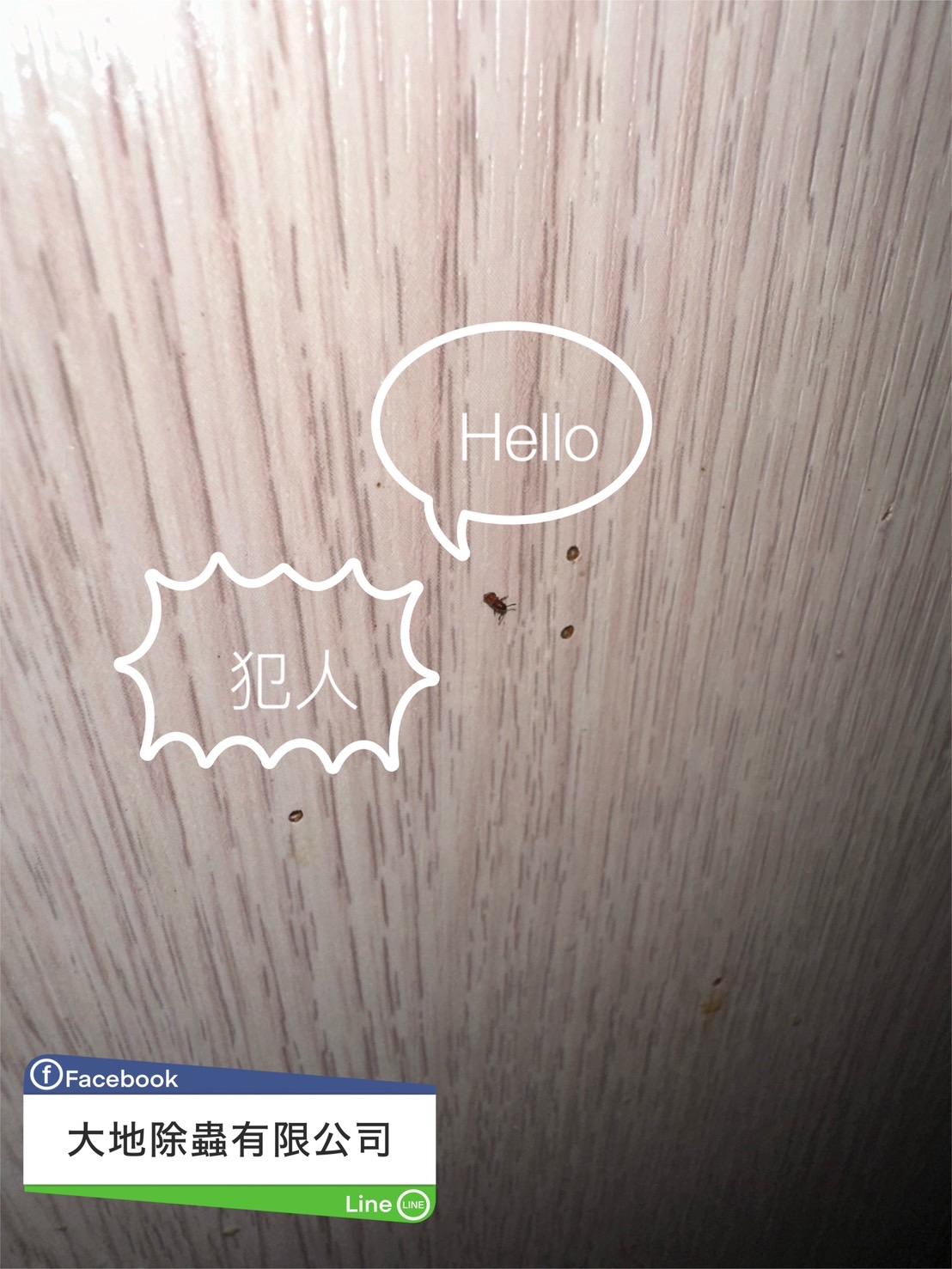 蛀蟲防治案例分享