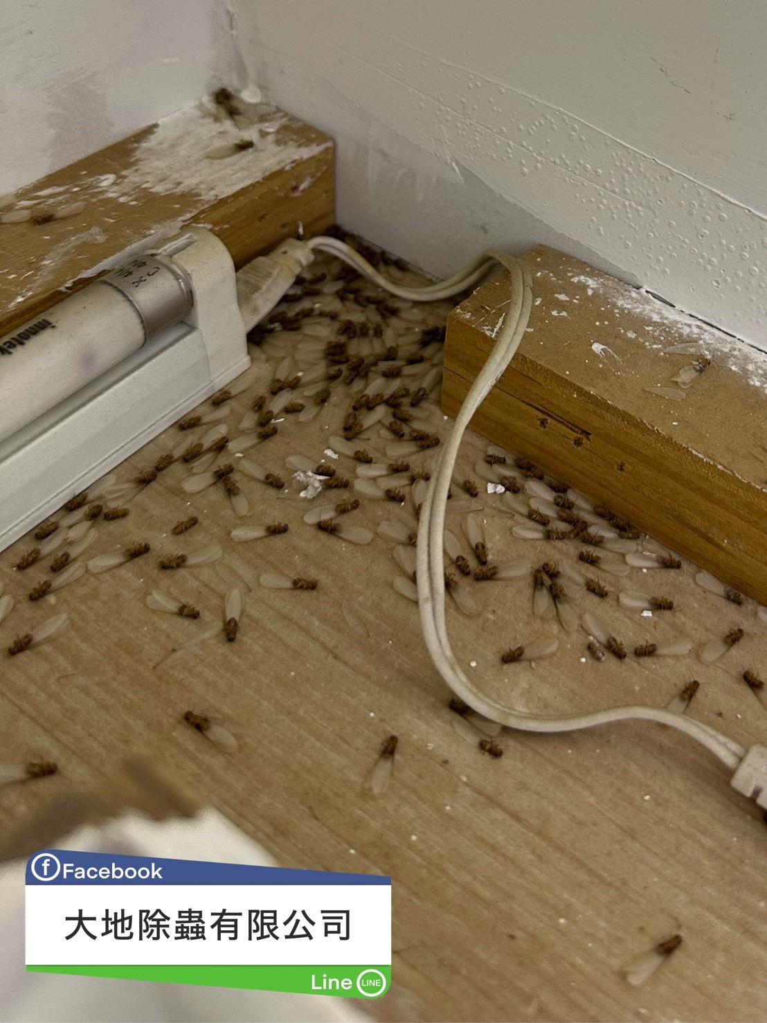 大量大水蟻婚飛