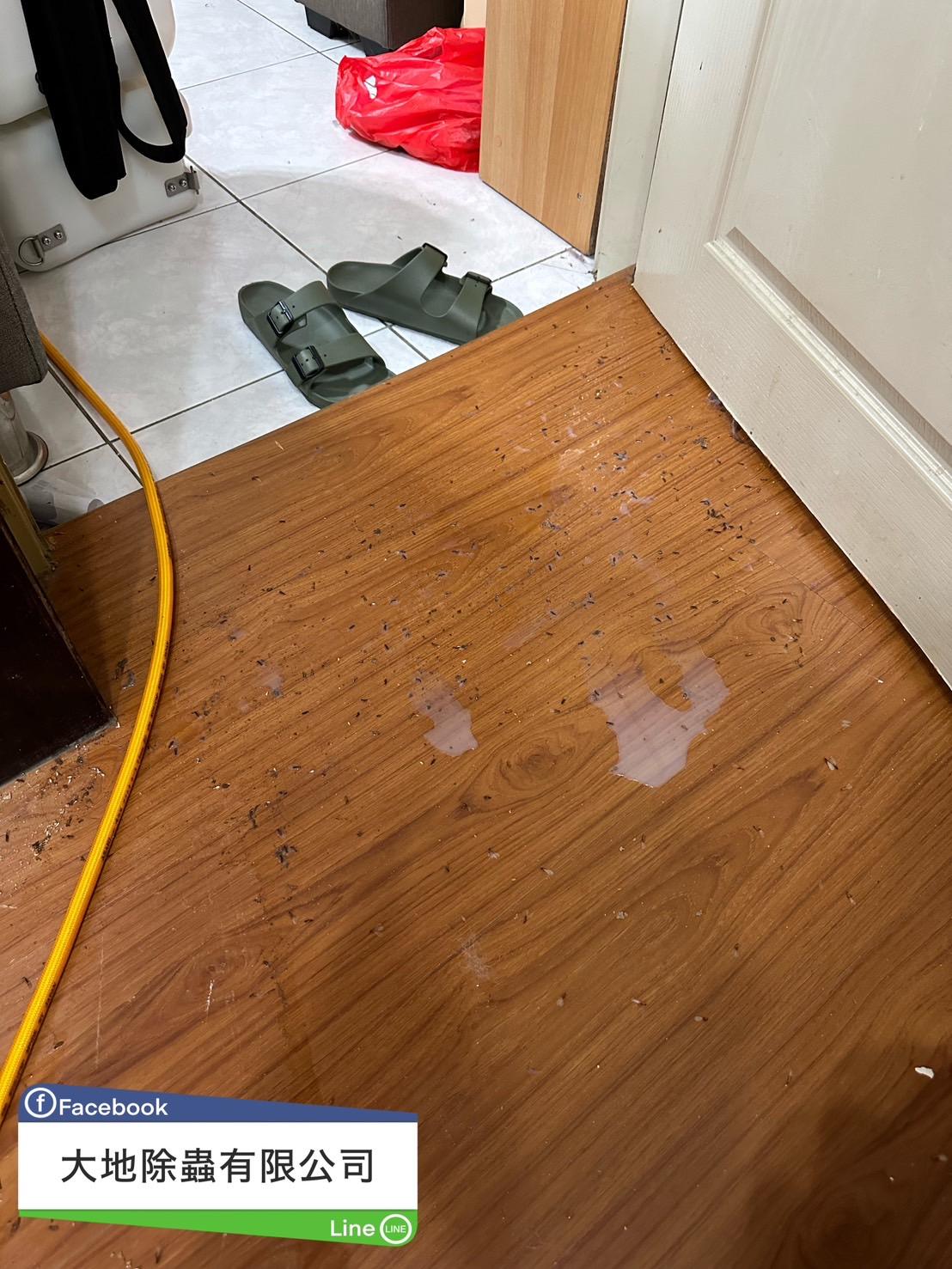 白蟻防治案例分享~大水蟻軍團