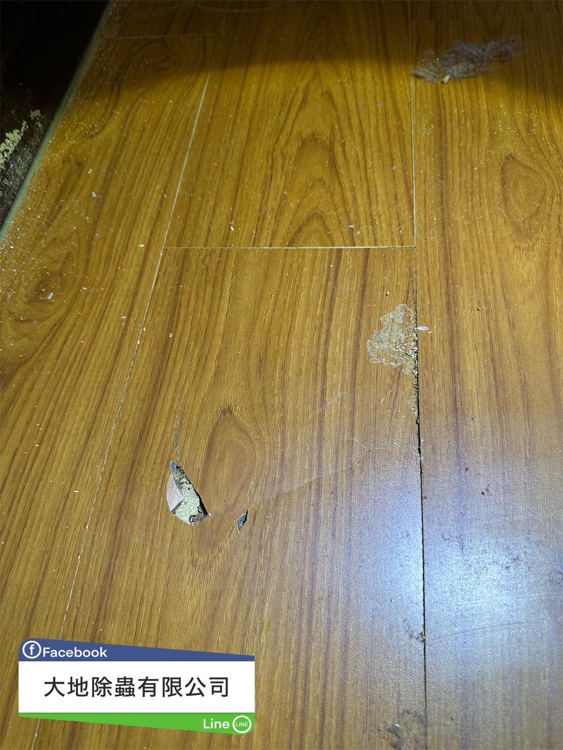 白蟻防治 <木地板白蟻>
