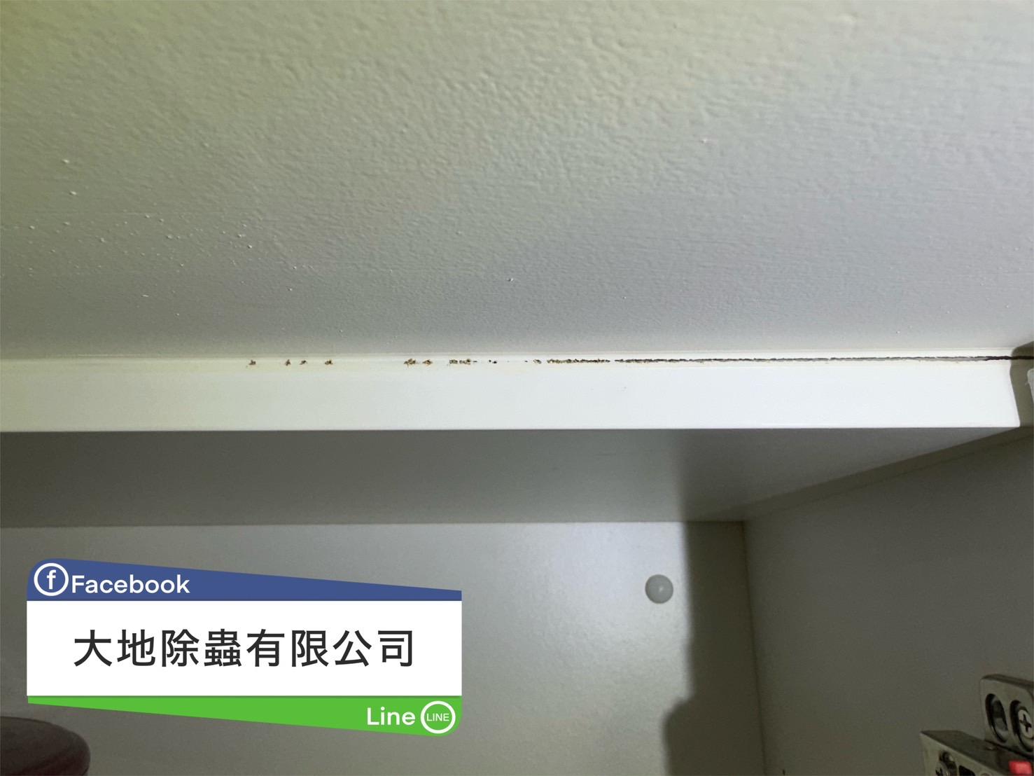 白蟻防治案例分享