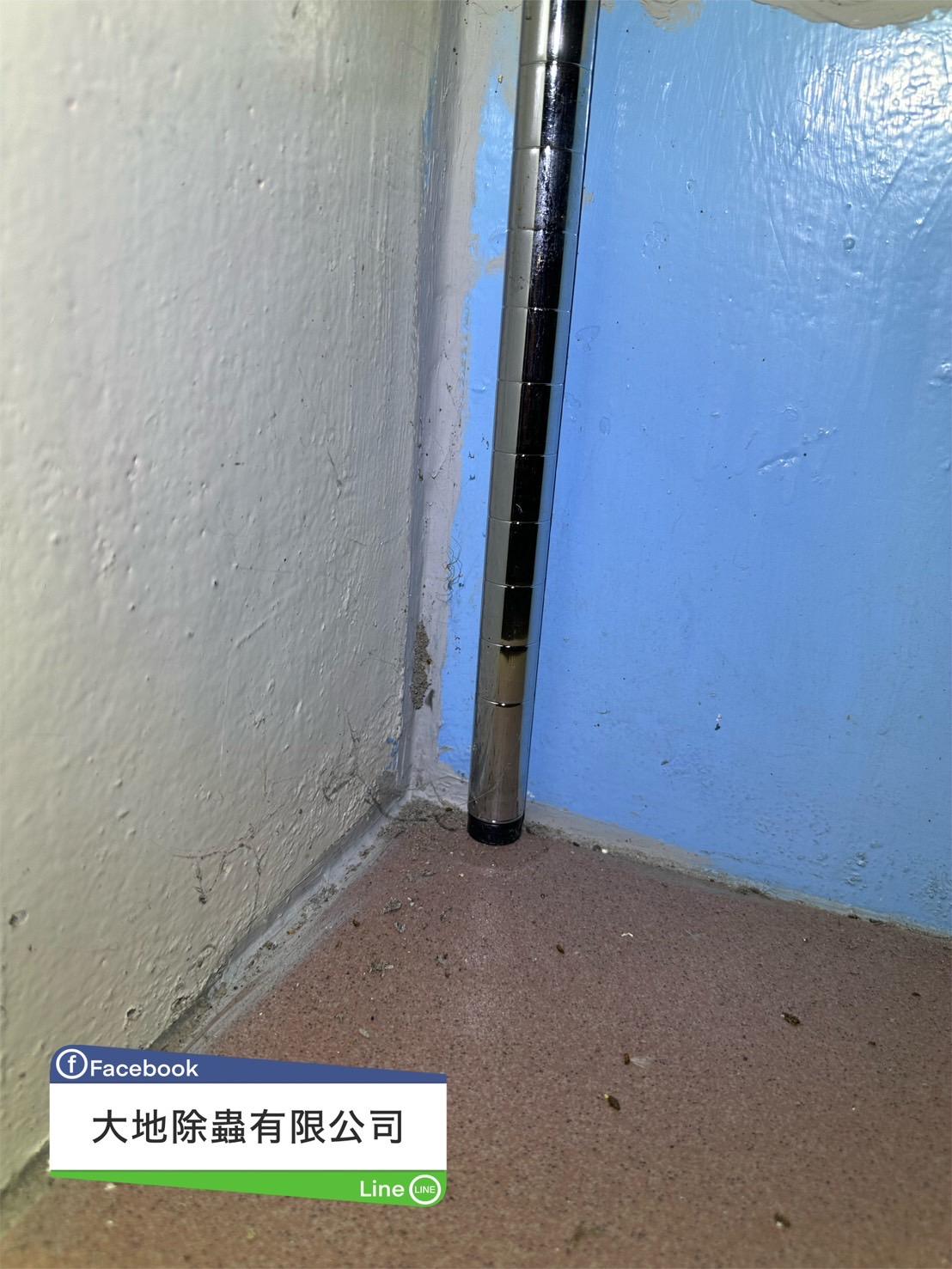 白蟻案例分享-水泥裂縫白蟻土