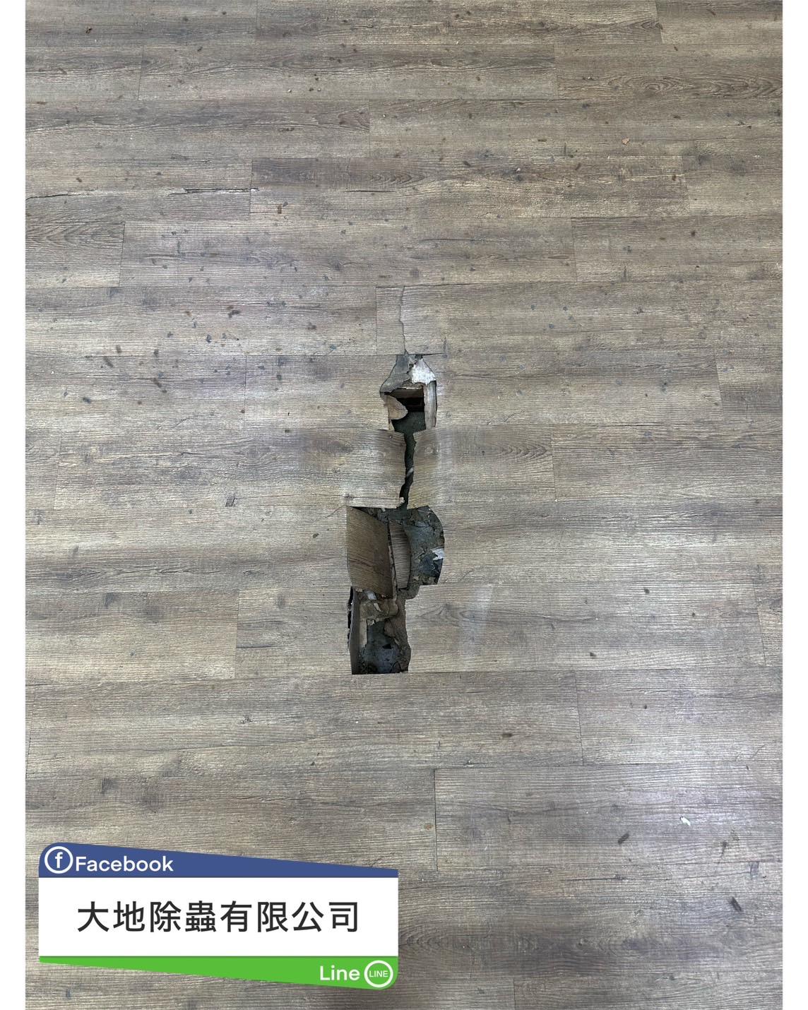 白蟻防治案例分享-地板掏空