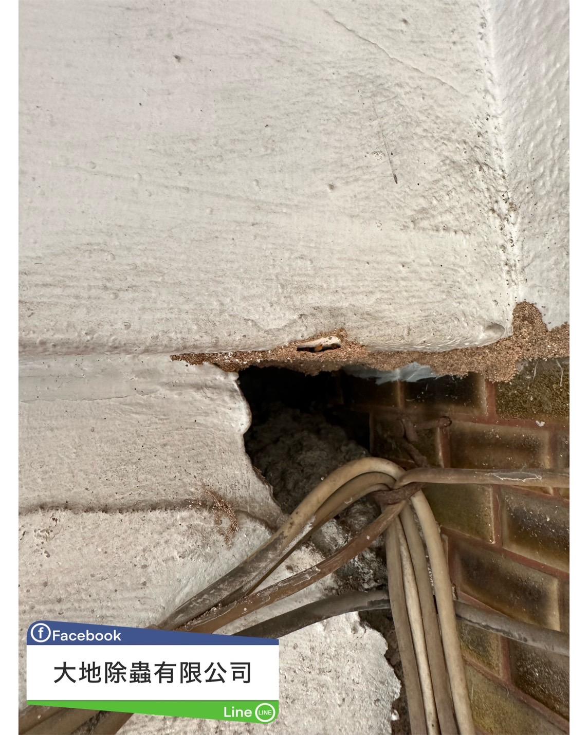 白蟻防治案例分享-蔓延過來的白蟻