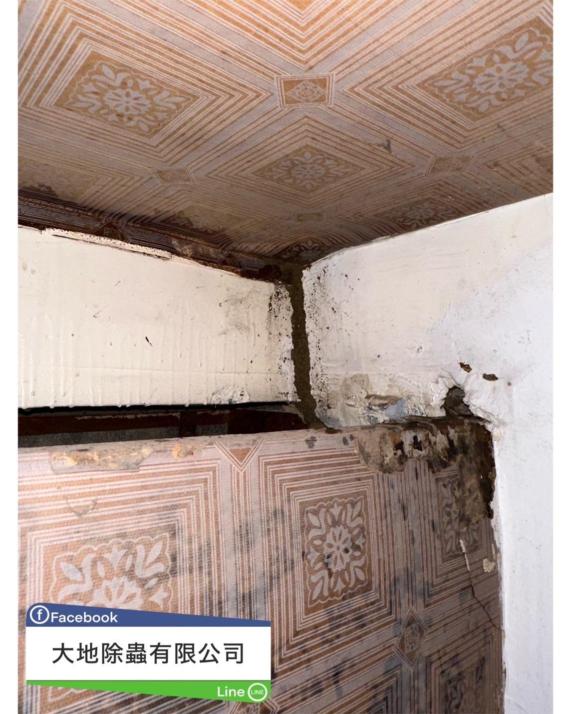 白蟻防治案例分享-天花板白蟻