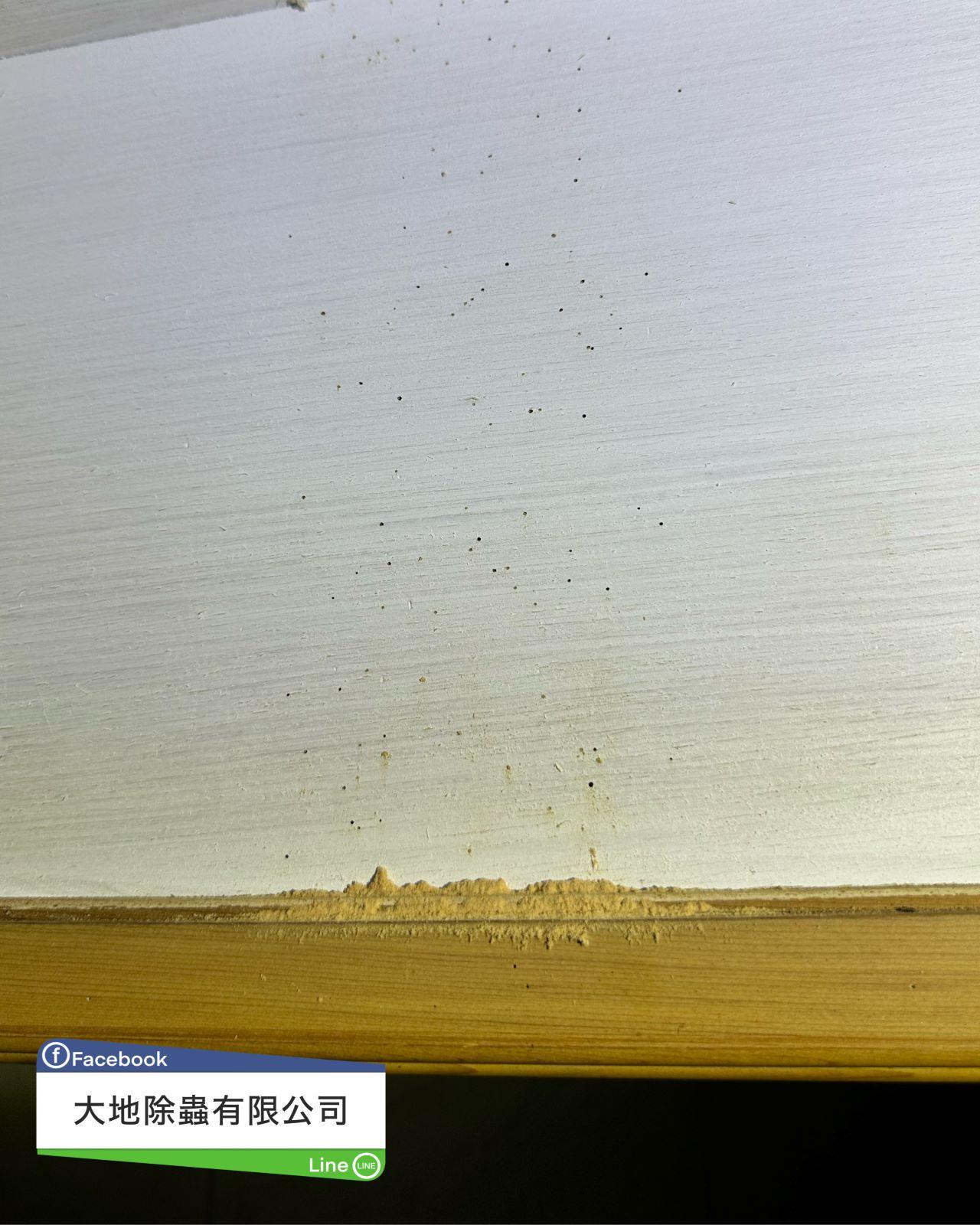 粉蠹蟲(蛀蟲)排泄物及孔洞