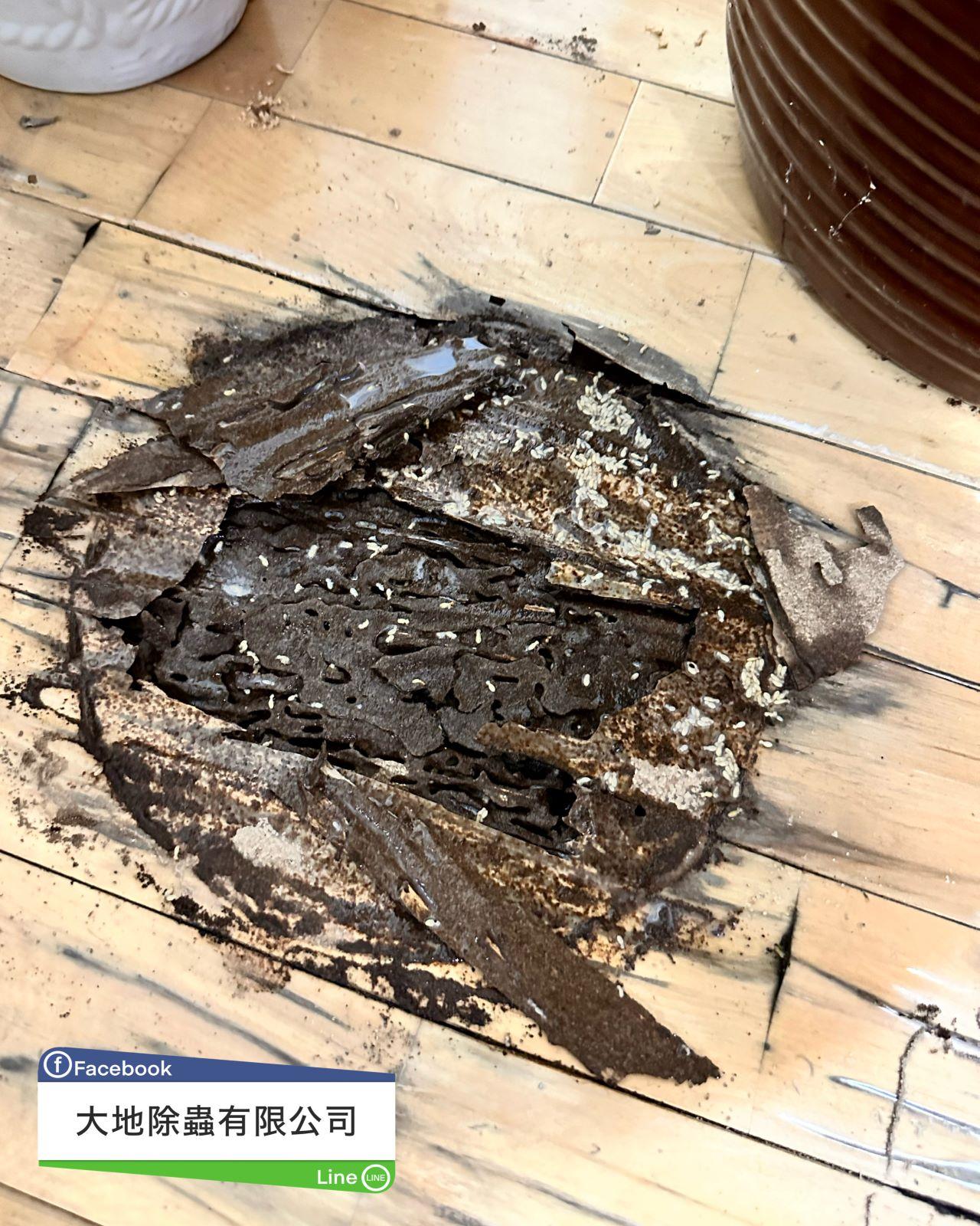 被白蟻啃蝕殆盡的木地板