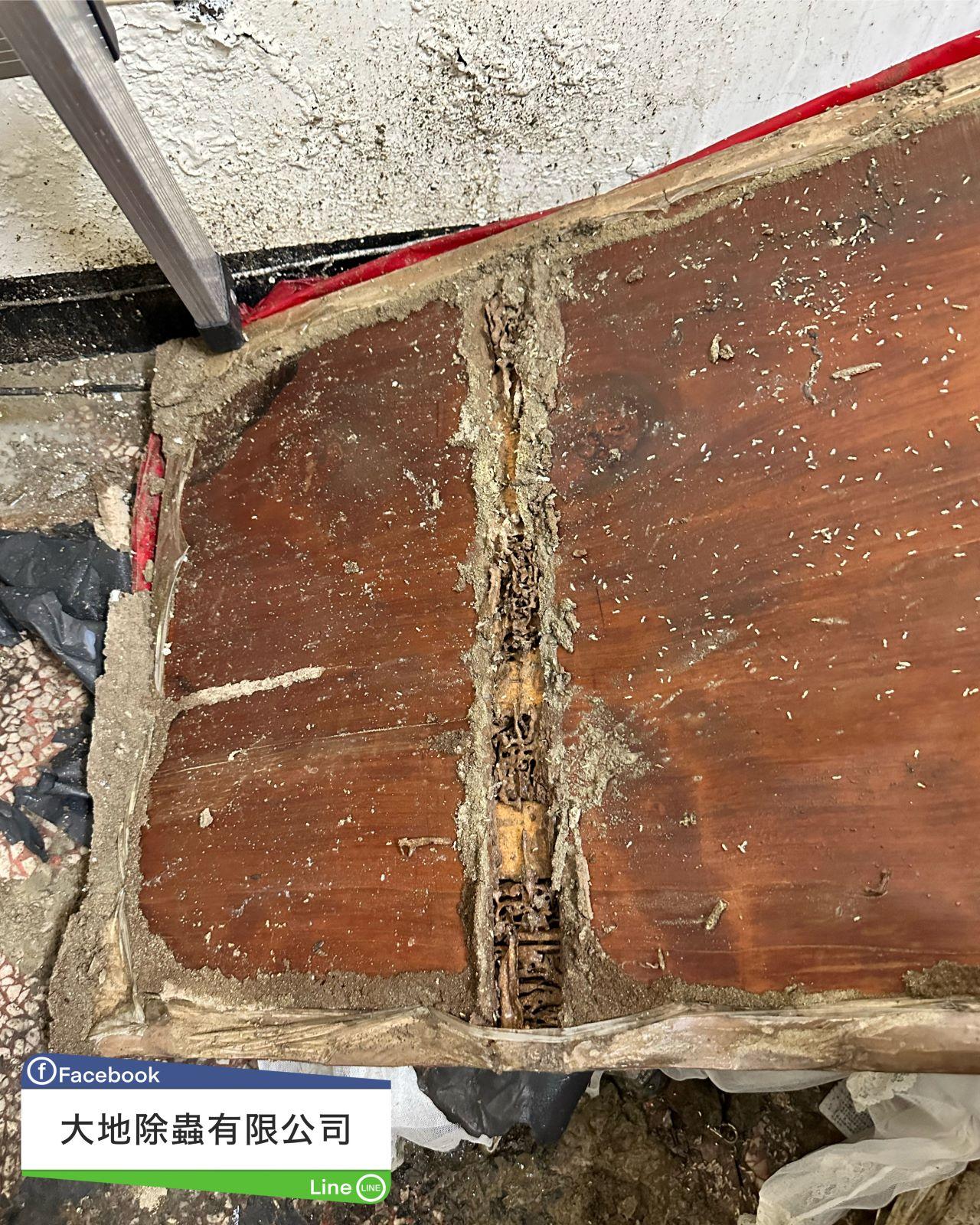 倉庫遭白蟻入侵