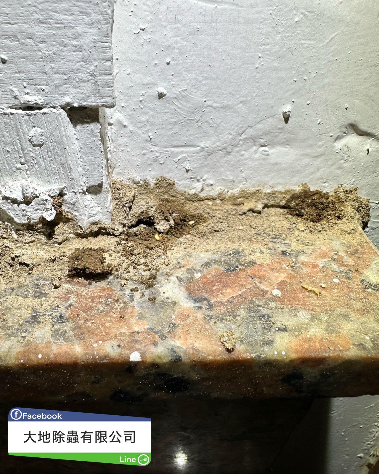 白蟻入侵大理石地板