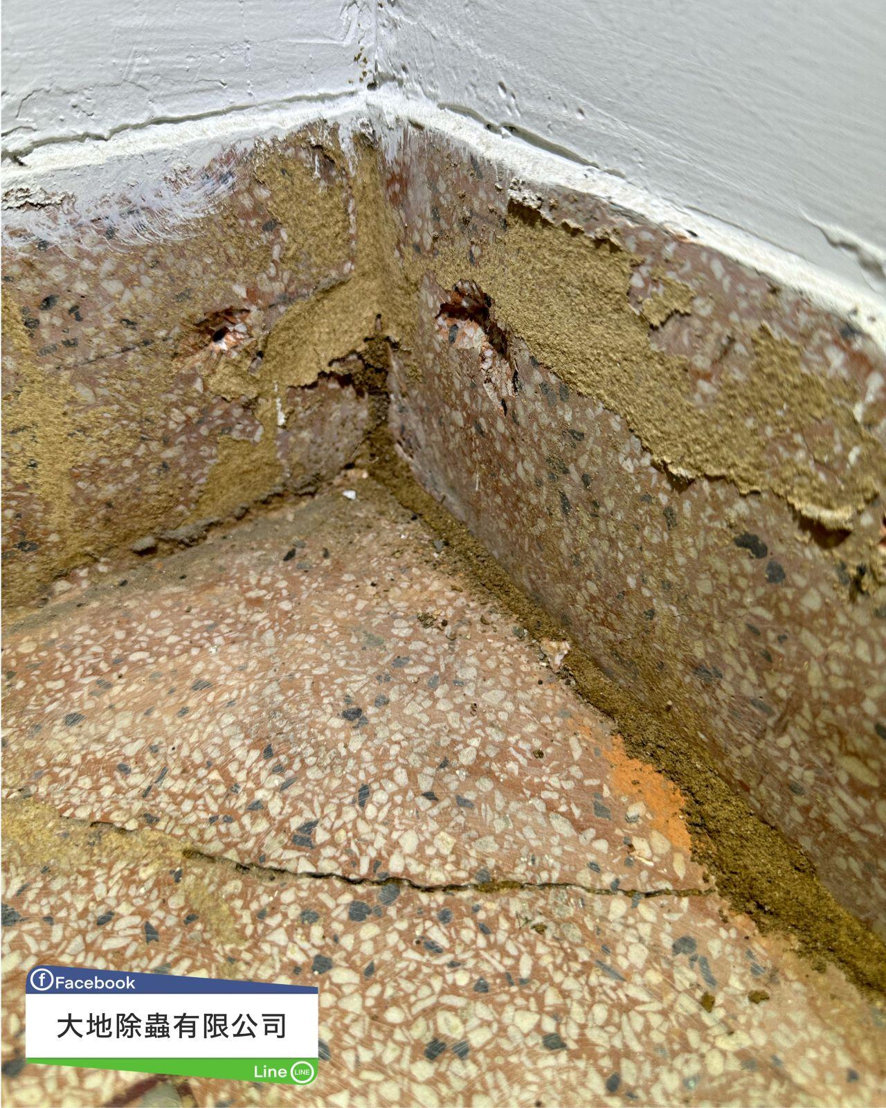 白蟻入侵地板牆壁裂縫