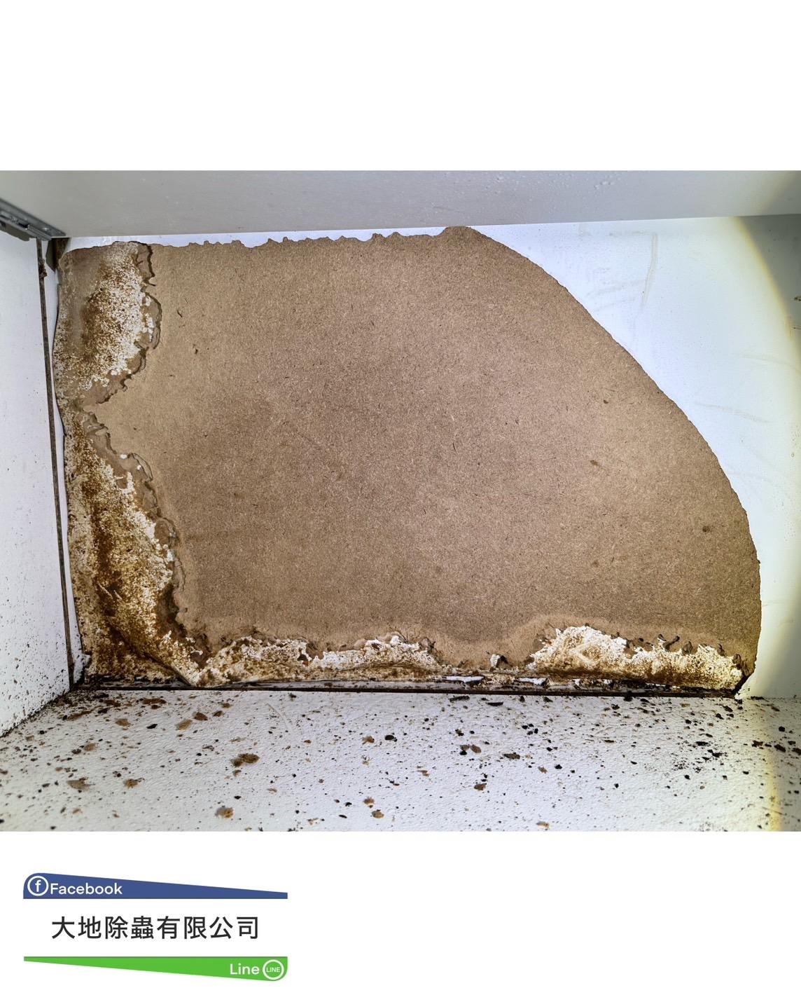 櫥櫃背板被白蟻吃掉