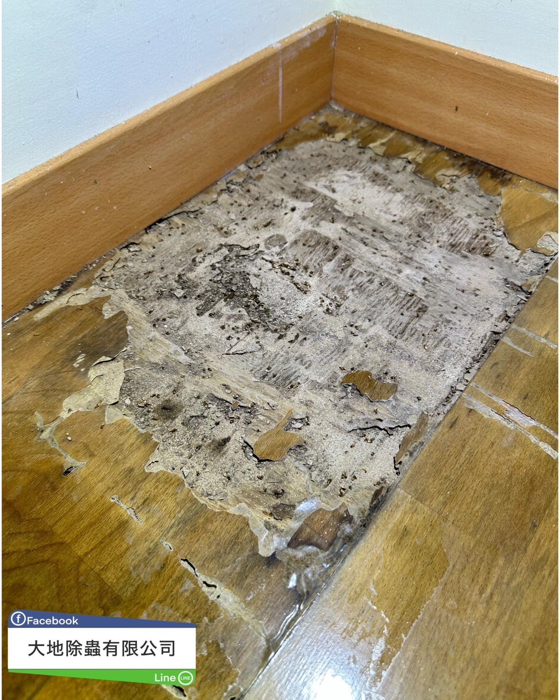 白蟻防治－除白蟻｜屏東白蟻木地板