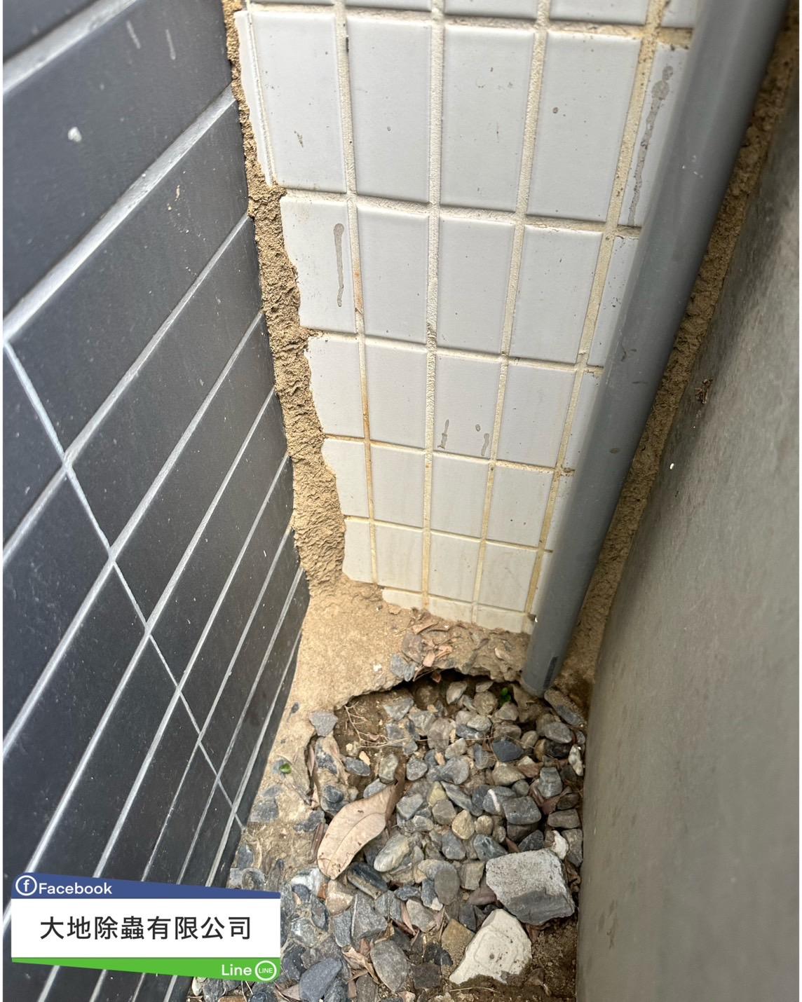 白蟻防治－除白蟻｜磁磚縫白蟻