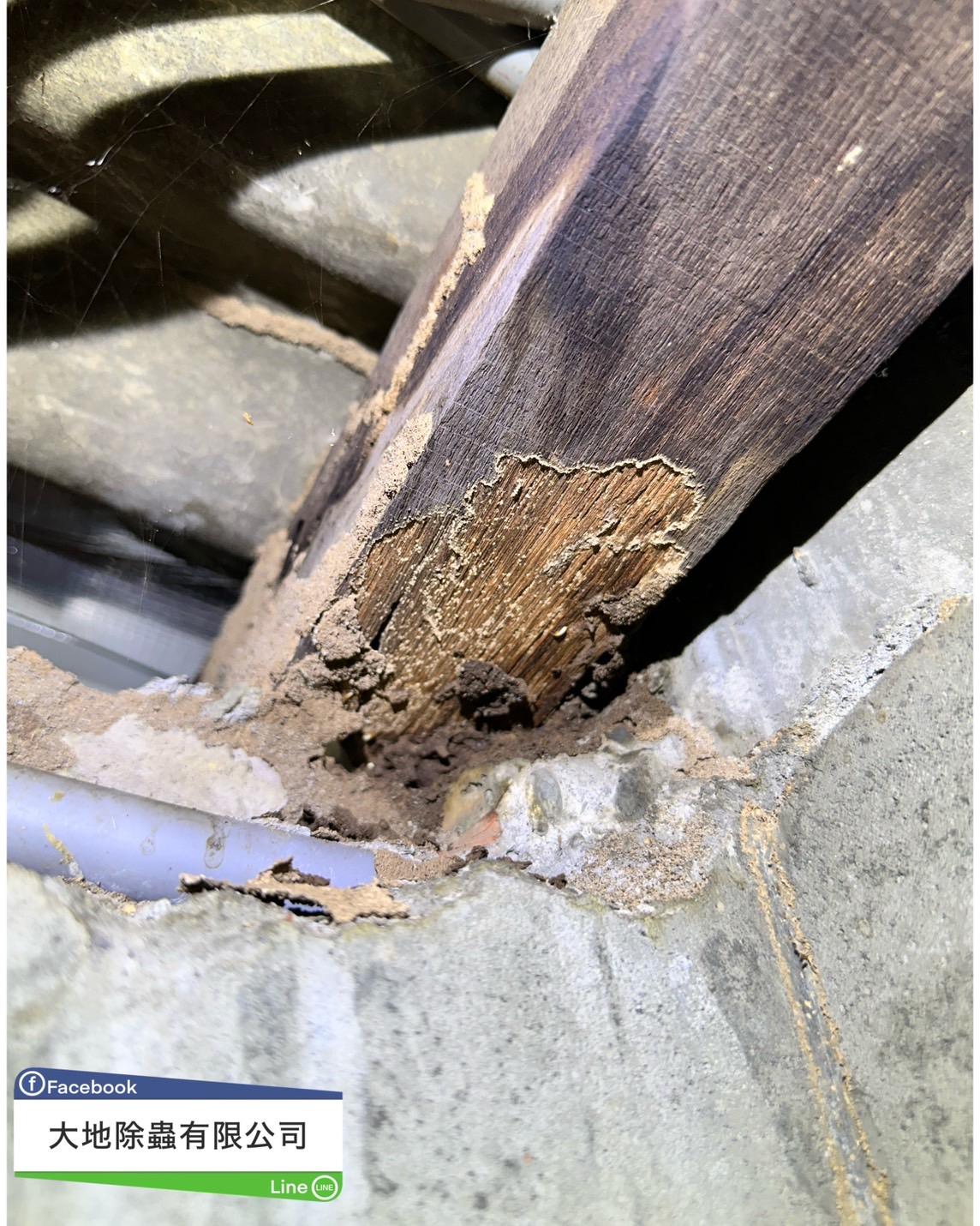 白蟻防治－除白蟻｜屋頂木樑白蟻防治