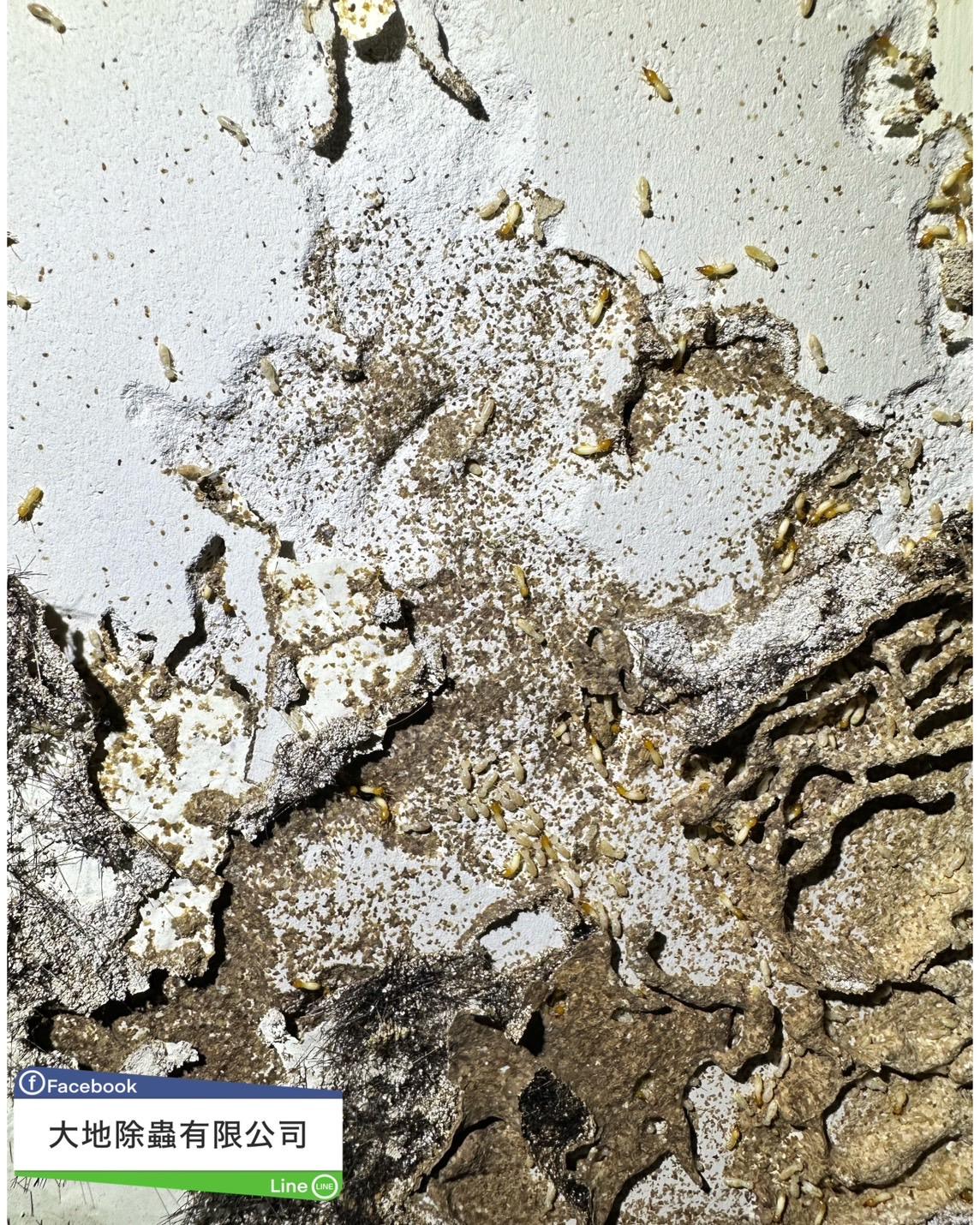 白蟻防治－除白蟻｜石膏板白蟻
