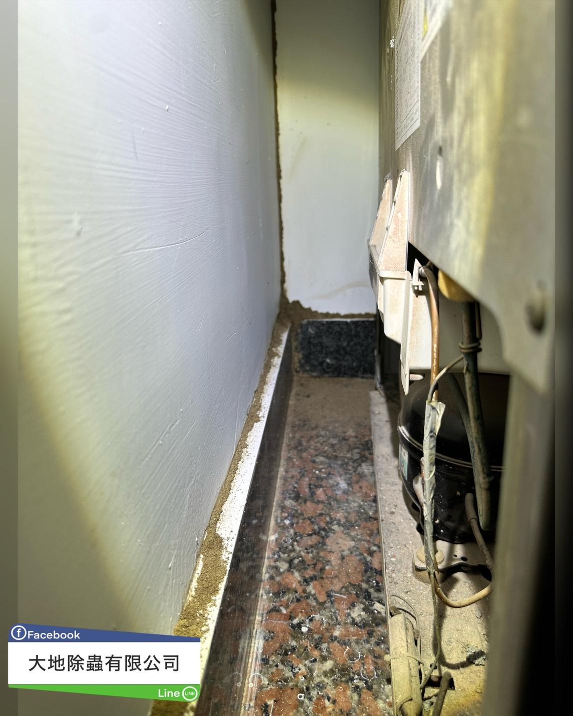 白蟻防治－除白蟻｜水泥裂縫白蟻