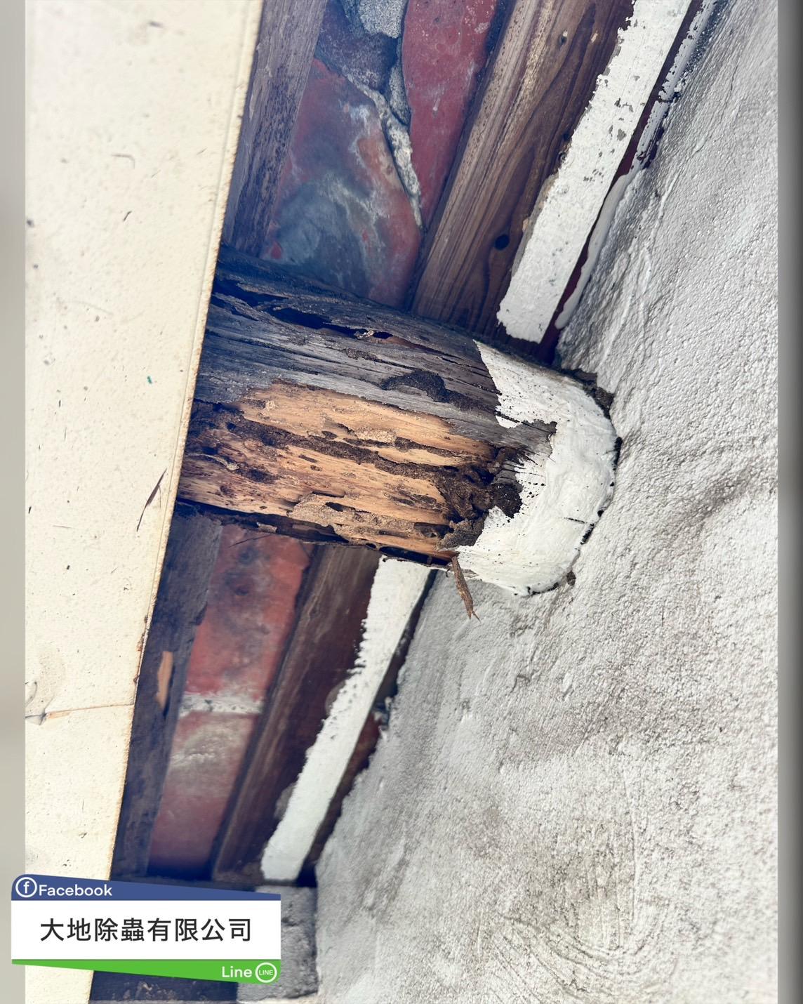 白蟻防治－除白蟻｜老宅天花板木樑白蟻