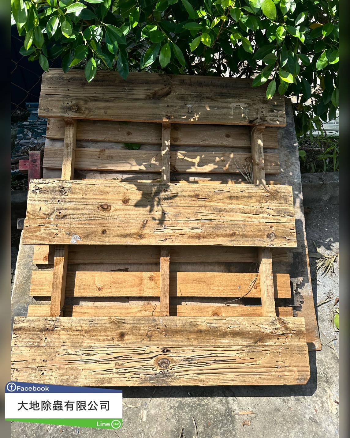 白蟻防治－除白蟻｜棧板白蟻