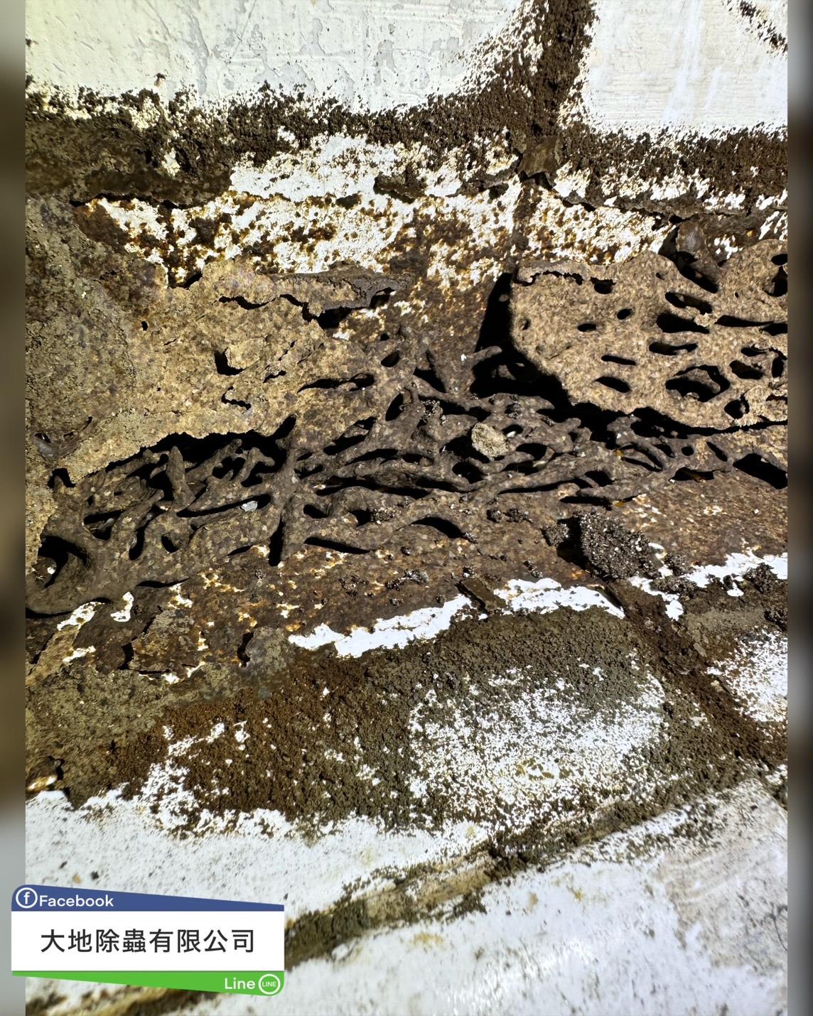 白蟻防治－除白蟻｜倉庫紙箱及雜物白蟻