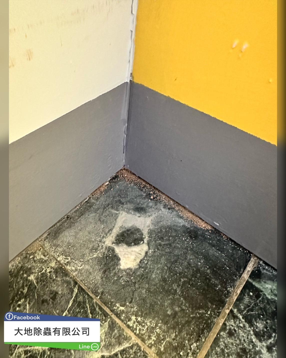 白蟻防治－除白蟻｜貼壁裝潢牆長白蟻