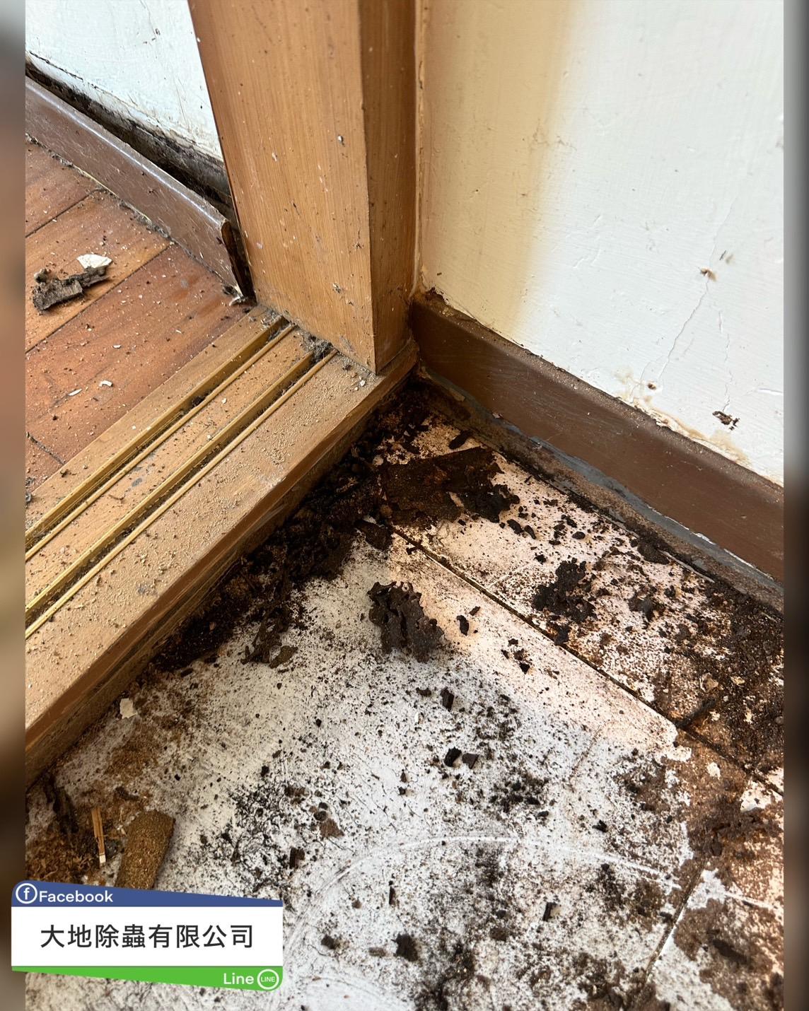 白蟻防治－除白蟻｜地板重鋪白蟻防治